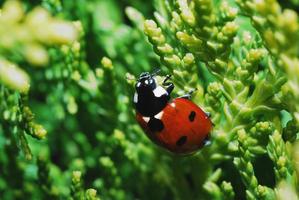 ladybug on shrub