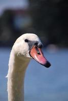 white swan at the lake in summer photo