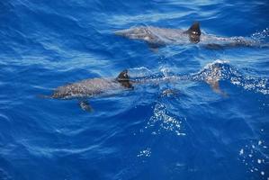 dolphin in the sea photo