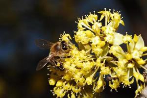 Bee on yellow flower photo