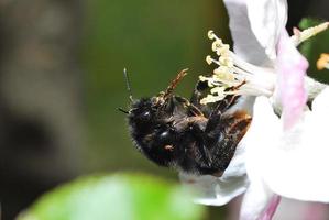 abejorro negro con polen foto