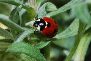 ladybug crawls close up view photo