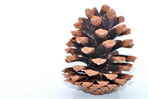 nice big opened pine cone on white background right photo