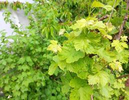 las uvas crecen en el jardín. hojas y ramitas verdes jóvenes. agricultura, horticultura, planta, primavera, vegetación. espacio de copia. foto