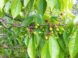 green cherry berries growing on a branch. garden, agriculture, horticulture, small unripe fruits. photo