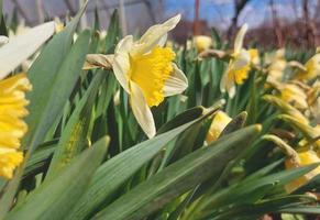 los narcisos florecen en primavera en el jardín. plantas jardinería. día soleado. foto