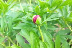 pion grows in the garden in spring. bud, plant. gardening. green leaves. photo