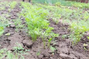 la zanahoria crece en la cama del jardín. hojas verdes. foto