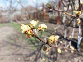 los brotes de hojas de pera florecen en las ramas en primavera en el jardín. plantas jardinería. día soleado. foto