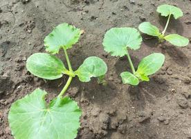 zucchini seedlings growing in the garden. plant vegetables, gardening. photo