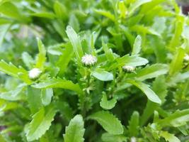 chamomile green leaves and buds are ready to bloom in the spring in the garden. blooming flowers, plants. photo