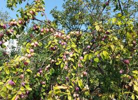 plum growing in the garden on the branches. food, plant, tree. summer, fruit, gardening. photo