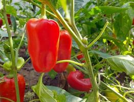 pimiento rojo crece en un invernadero. planta de alimentos jardinería, cosecha. foto