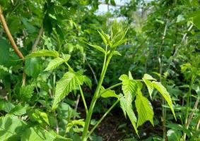 hojas de frambuesa que crecen en el jardín. follaje verde brotes de primavera. foto