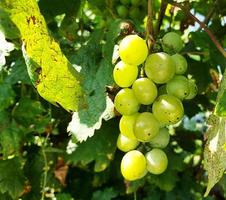 un racimo de uvas entre las hojas crece en el jardín. la cosecha está madura. jardinería, cultivo, viña.