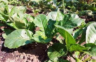 el nabo crece en el jardín. alimento, planta. verano, verdura, jardinería, hojas verdes. foto