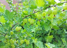 las grosellas maduran en una rama. arbusto de bayas en el jardín. frutos verdes inmaduros. foto