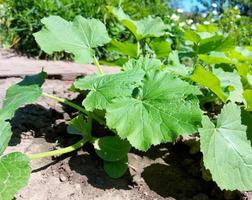 los calabacines crecen en el jardín. hojas verdes de la planta. cultivando vegetales. jardinería. foto