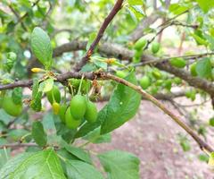 plums grow on a branch in the garden. unripe green fruits, the ripening process of the crop. photo