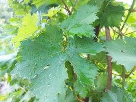 grape leaves. fruit growing, horticulture, plant, summer, vineyard. photo