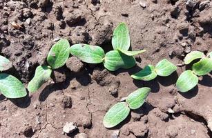 zucchini seedlings growing in the garden bed. green leaves. photo