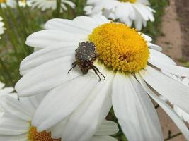 the beetle sits on a daisy. pest on garden flowers. insect feeds on pollen. photo