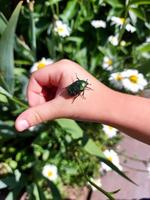 the child holds a Chafer in his palm. the kid explores nature, catches insects. childhood, learns the world around. child development. photo