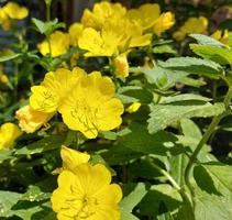 las flores amarillas de la onagra florecen en el jardín. plantas de verano. foto