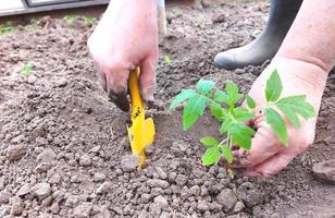 mujer planta plántulas de tomate en un invernadero. jardinería. el proceso de cultivo de hortalizas. foto