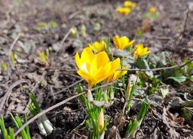 yellow crocuses are blooming in the garden. early spring flowers. sunny weather. copy space, place for text. photo