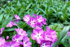 primrose blooms in spring in the garden. blooming flowers, plants. lilac. photo