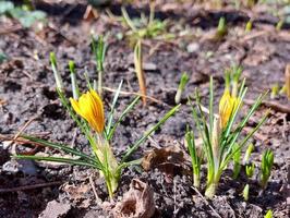 yellow crocuses are blooming in the garden. early spring flowers. sunny weather. copy space, place for text. photo