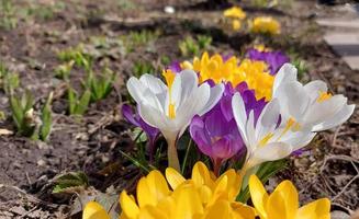 los azafranes amarillos, blancos y morados están floreciendo en el jardín. flores de primavera temprana. tiempo soleado. copiar espacio, lugar para texto. foto