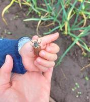 the child holds a Chafer in his palm. the kid explores nature, catches insects. childhood, learns the world around. child development. photo