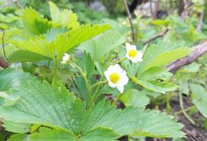 strawberry blossoms in the vegetable garden. crop beds, gardening, green leaves and flowers. photo