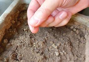 hand sows seeds into the soil in a box. home gardening. growing vegetables. copy space, place for text. photo