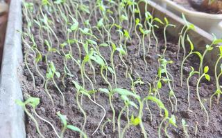 tomato seedlings grow in a container. home garden. gardening. photo