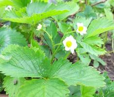 strawberry blossoms in the vegetable garden. crop beds, gardening, green leaves and flowers. photo