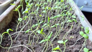 tomato seedlings grow in a container. home garden. gardening. photo