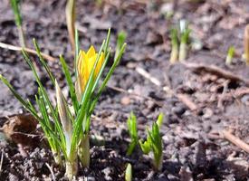 yellow crocuses are blooming in the garden. early spring flowers. sunny weather. copy space, place for text. photo