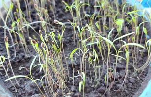 dill sprout in the soil. spring, seedlings, home garden. photo