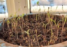 dill sprout in the soil. spring, seedlings, home garden. photo