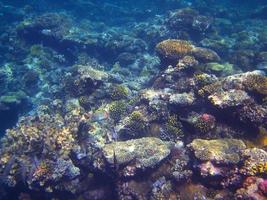 corals while diving in the summer