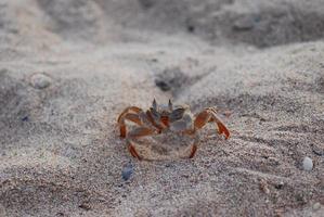 camarones en la playa foto