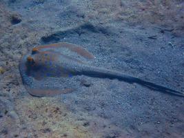 stingray in the sand photo