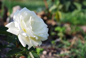 rosa blanca en el verano foto