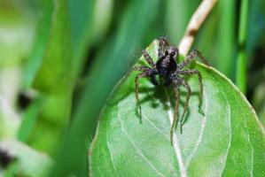 brown spider on leaf photo