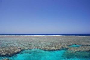 huge species rich colorful coral reef at the sea photo