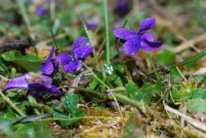 many violet close up view photo