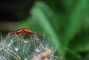 reddish brown beetle on blowball photo